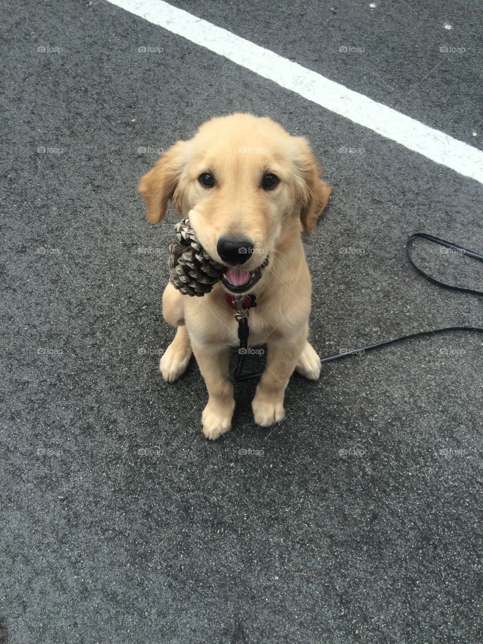 Puppy and pine cone 