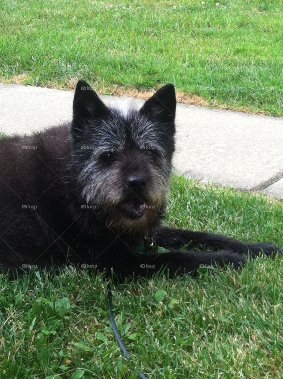 Black Chow chow and terroir mix laying in grass