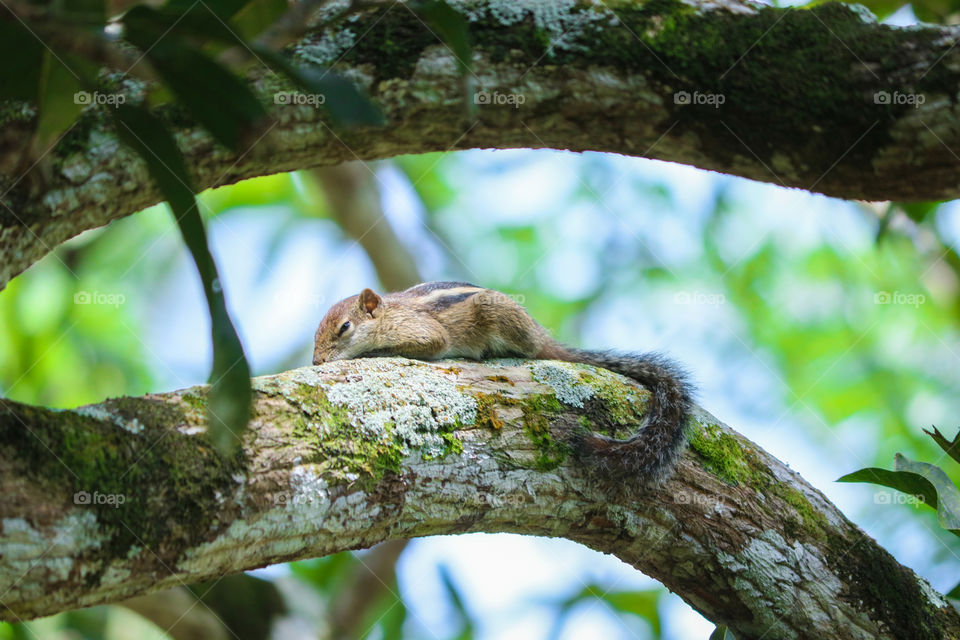 Sleeping in the tree