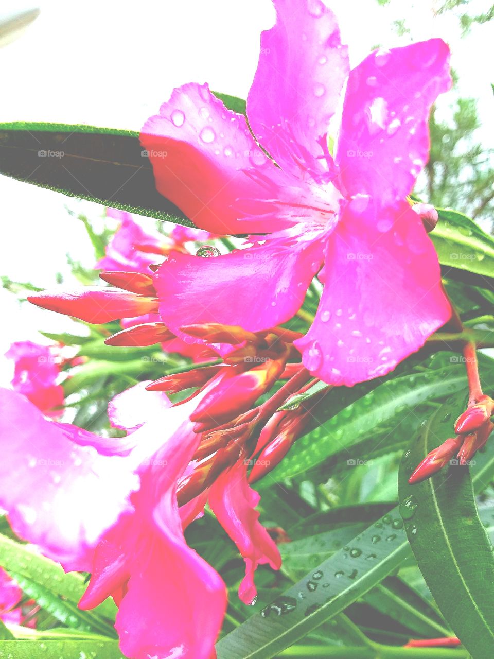 photoshopped Oleander with raindrops