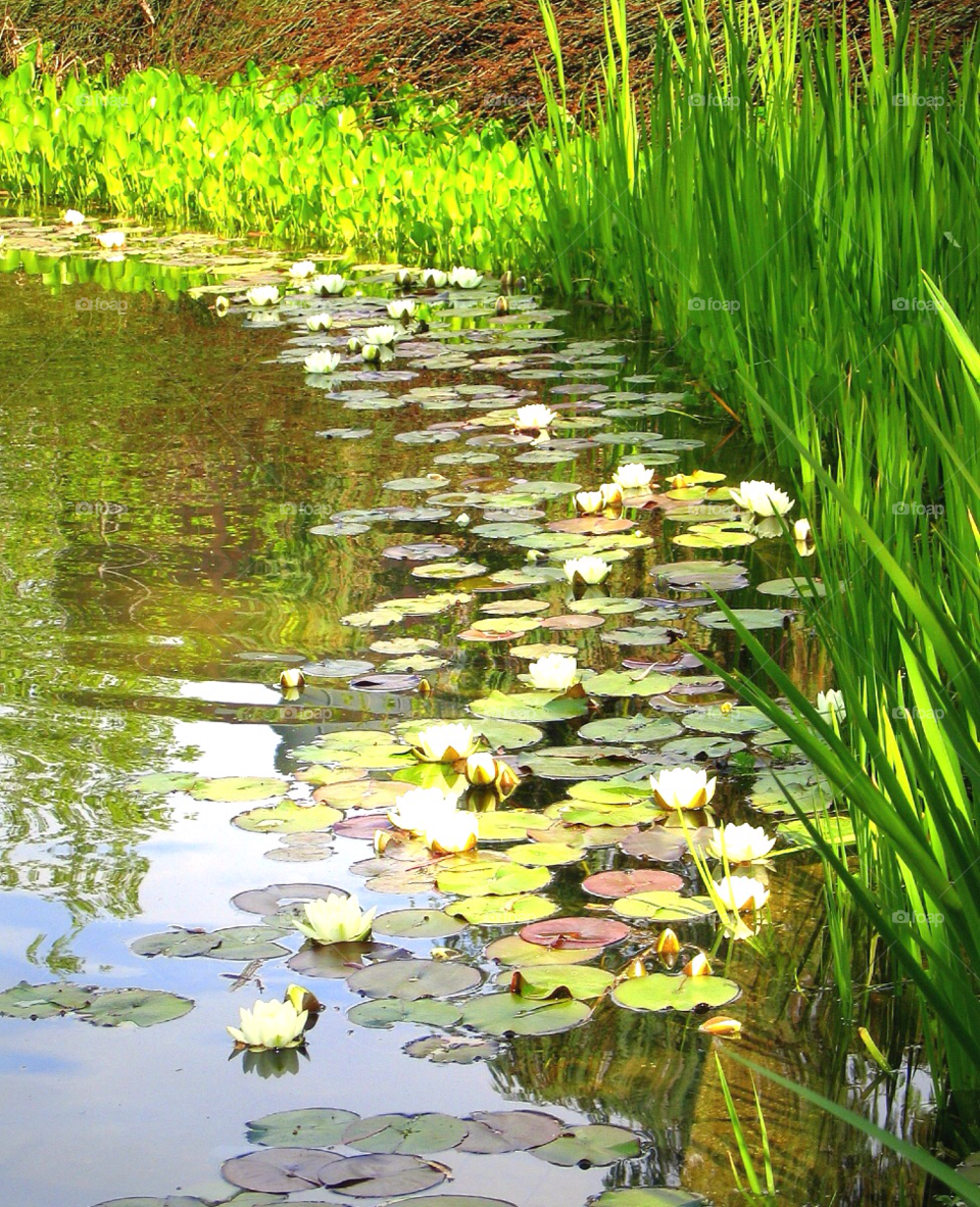 green pond water reeds by stevehardley7