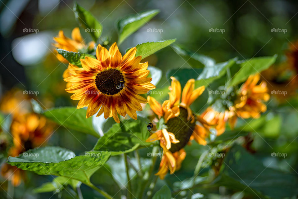 sunflowers bees and bumblebees