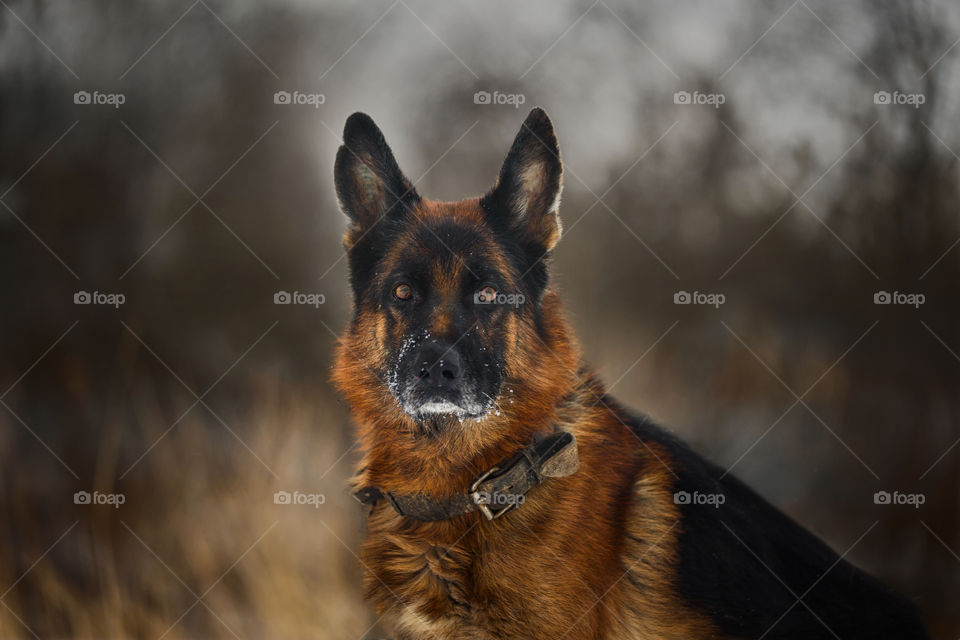 German shepherd dog outdoor portrait in winter forest