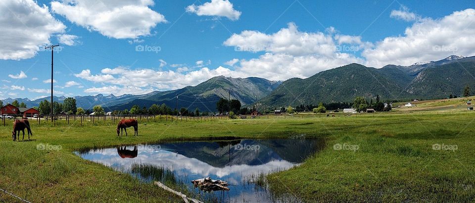 Montana reflection, horses in pasture