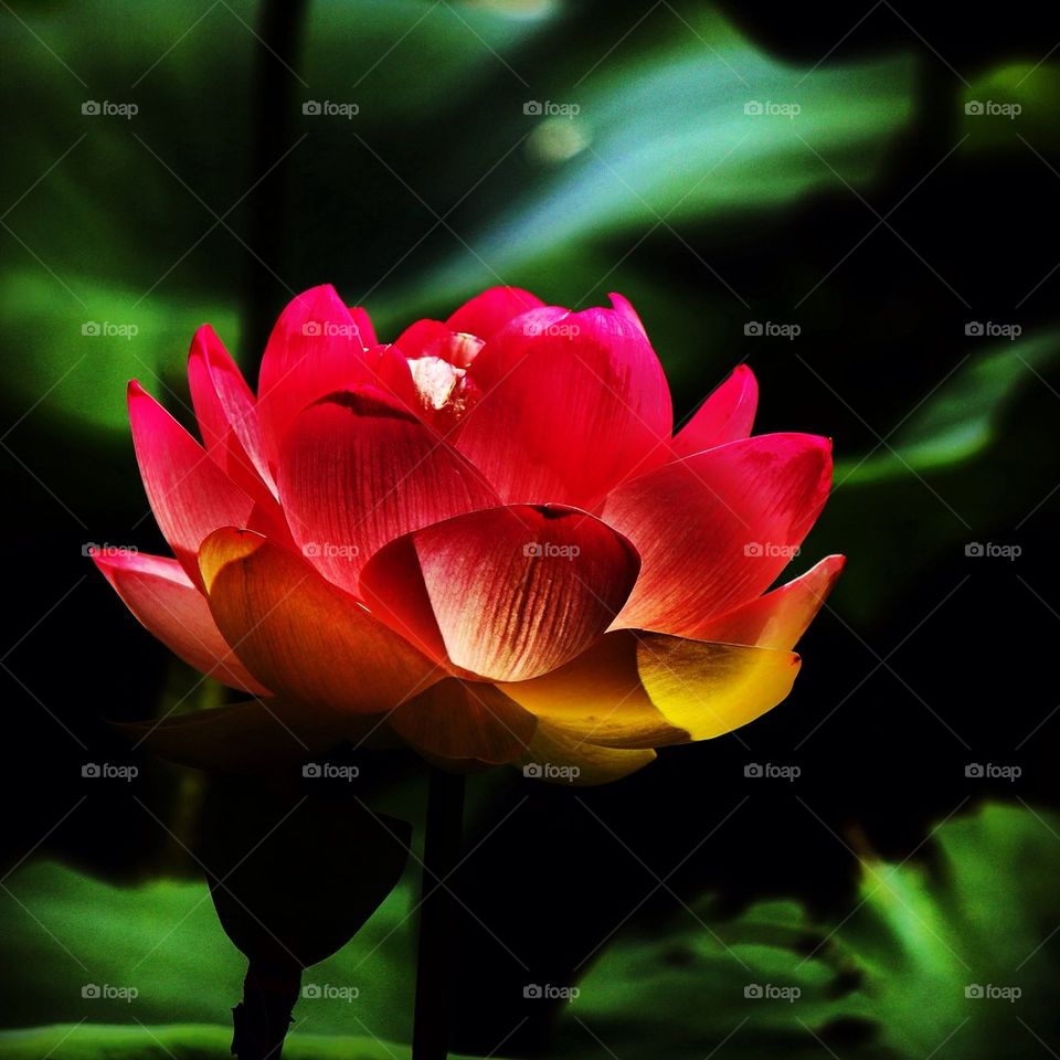 Close-up of pink water lily