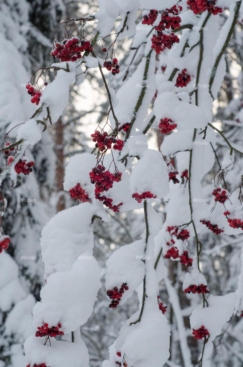 Mountain ash branches under the snow. Red berries close-up on a frosty winter day.