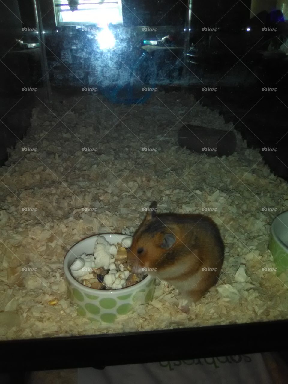 Hamster Eating
