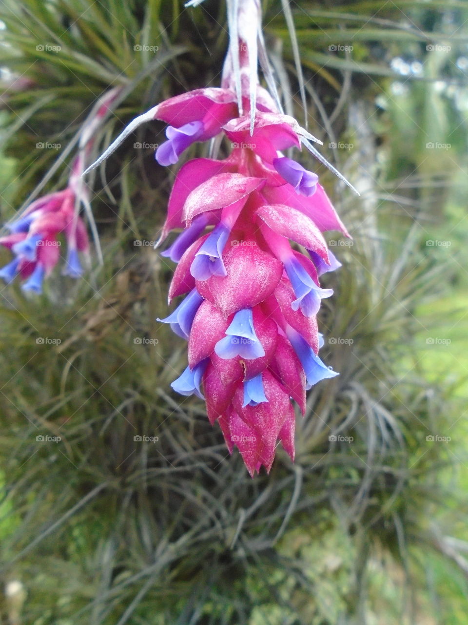 NATURAL NATUR BLÄTTER BOTANISCHER BROMELIENBLUME BLUMEN