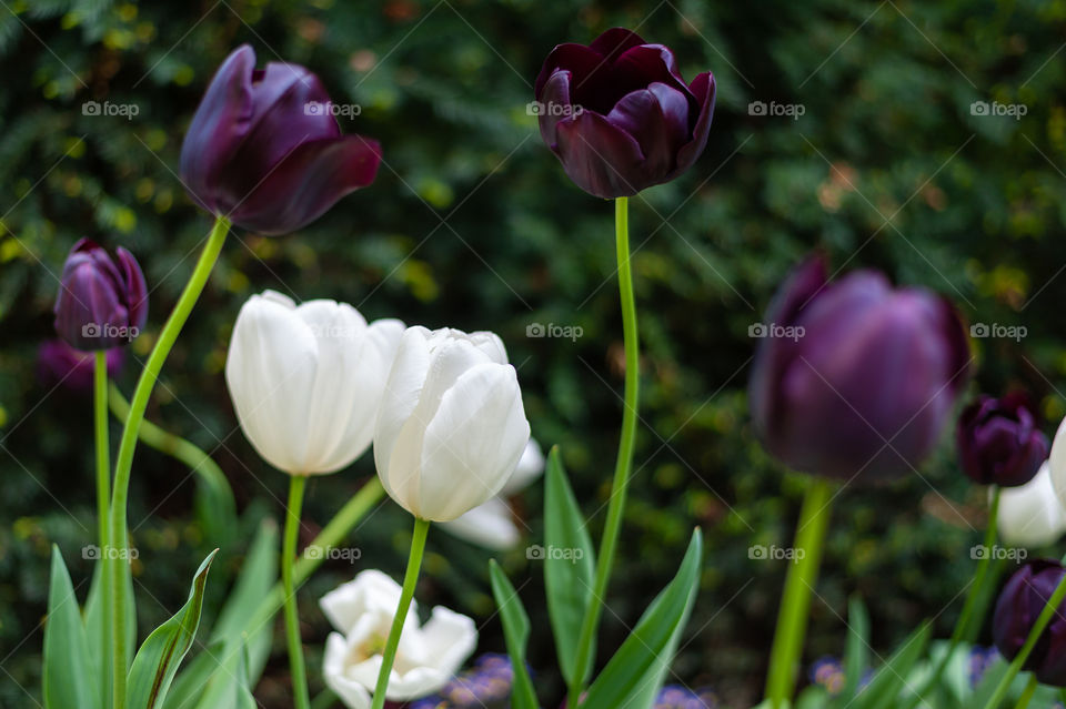 Purple and white blooming tulips on a green background.