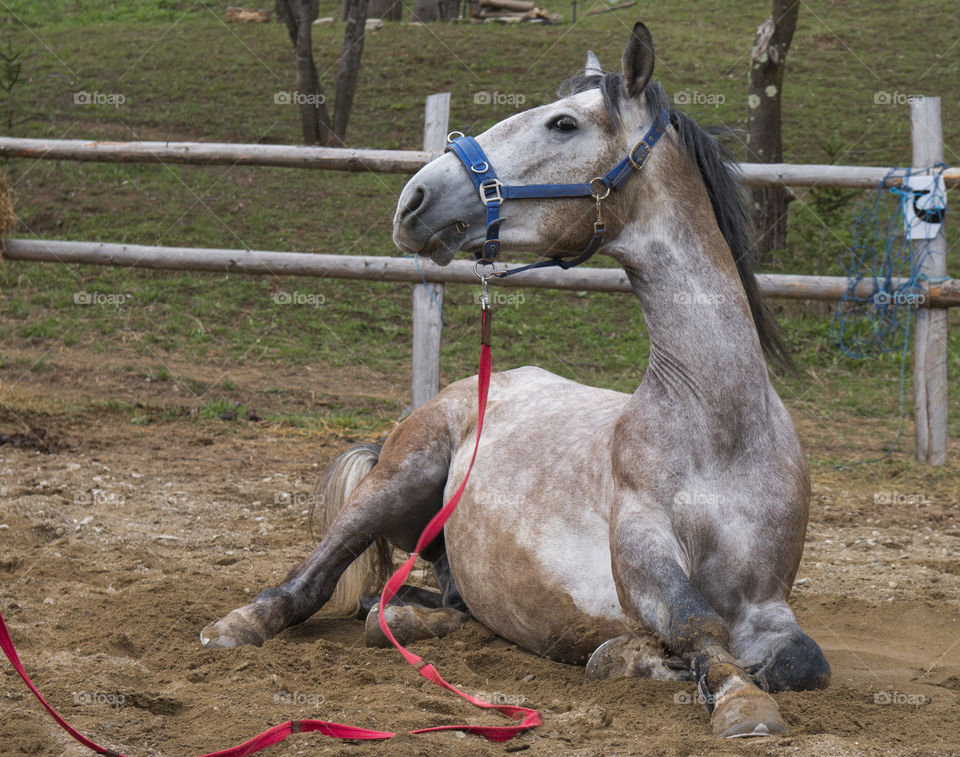 Horse portrait 