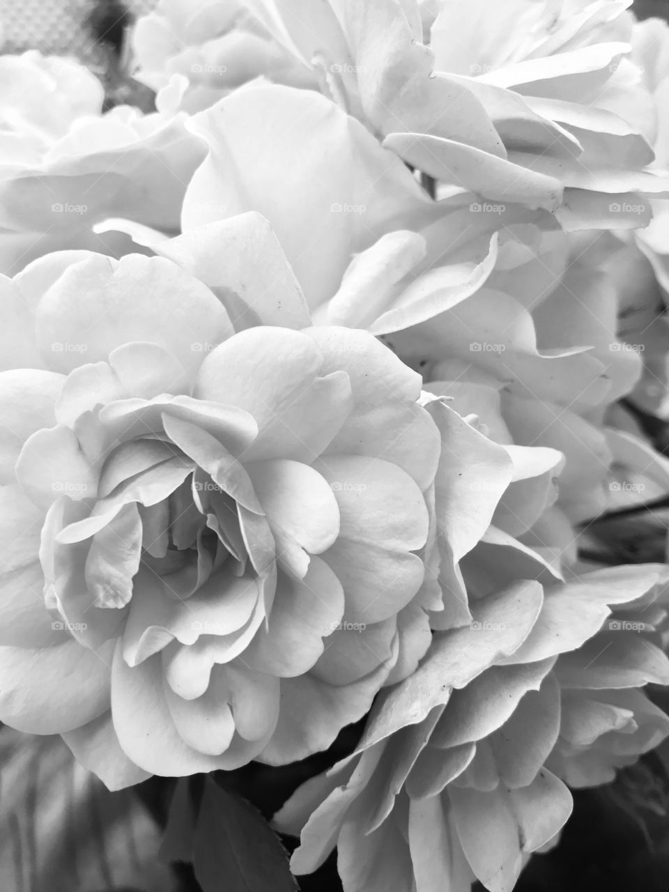 Sitting on my deck watching the golden sun set admiring my deck garden. Some pale roses I cut from my overgrown rosebush make a beautiful monochrome subject with the different tones of the subtle & delicate pink petals. 