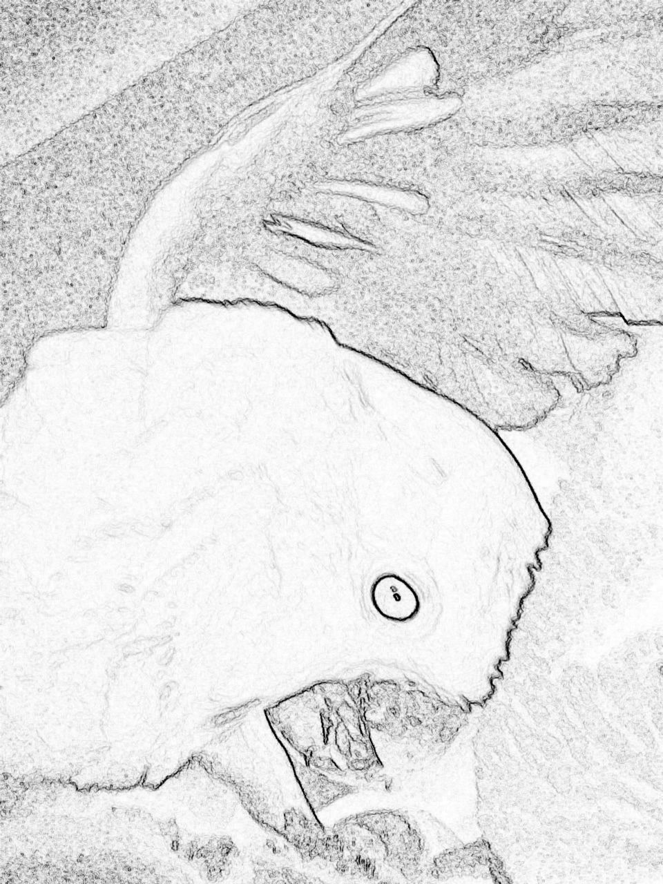 Art Digital sketch - Cockatoo
