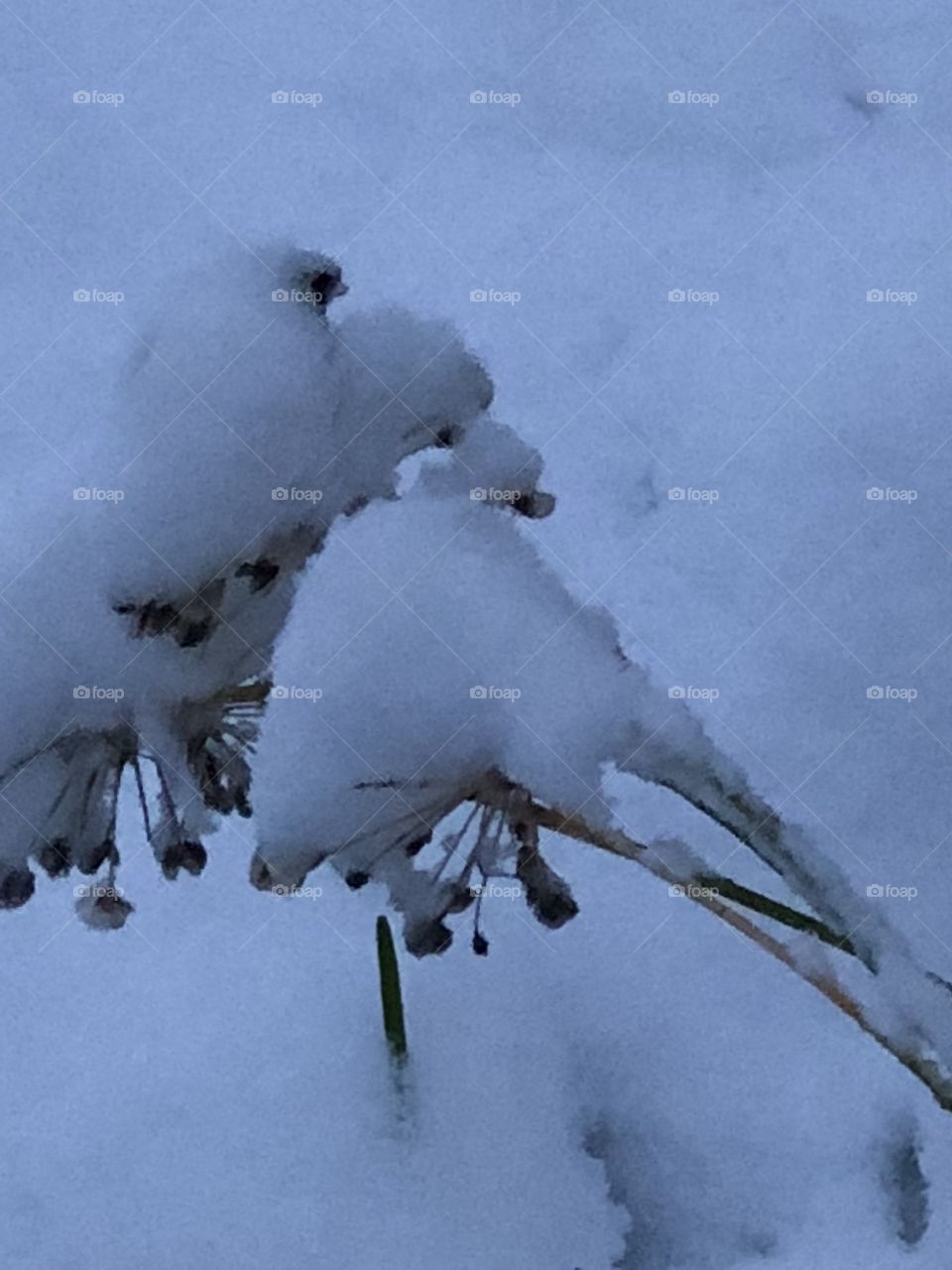 Cold snow on a flower