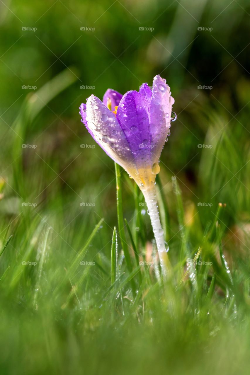 A close up portrait of a purple crocus flower full of rain drops standing in a grass lawn of a garden in the sunlight.
