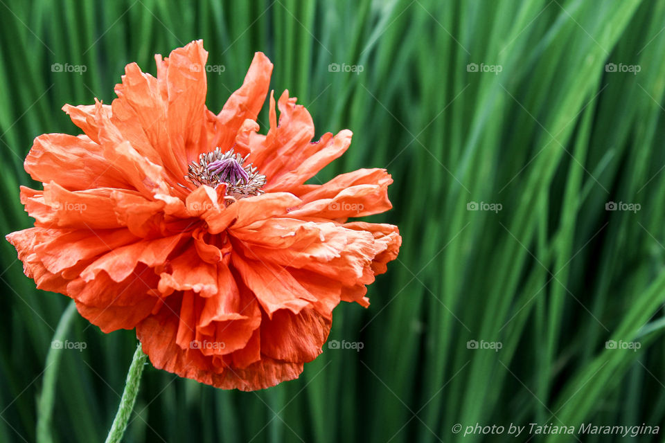 lush red poppy flower on the background of green grass