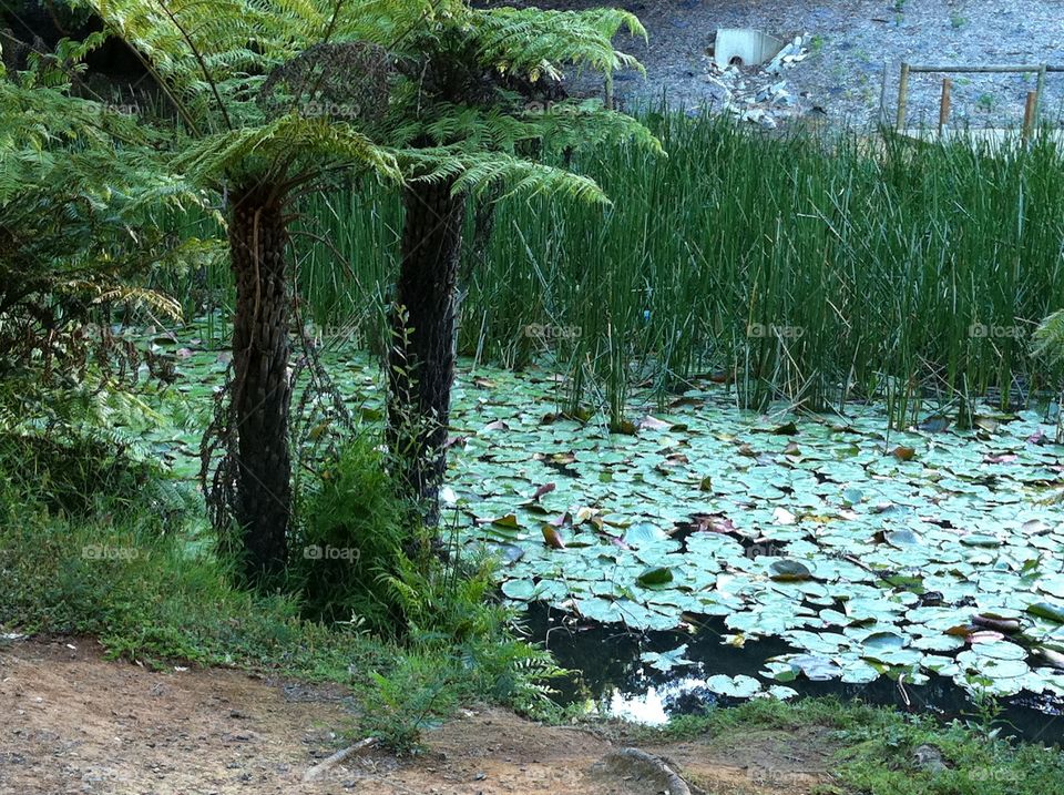 Lily pond and fern treed