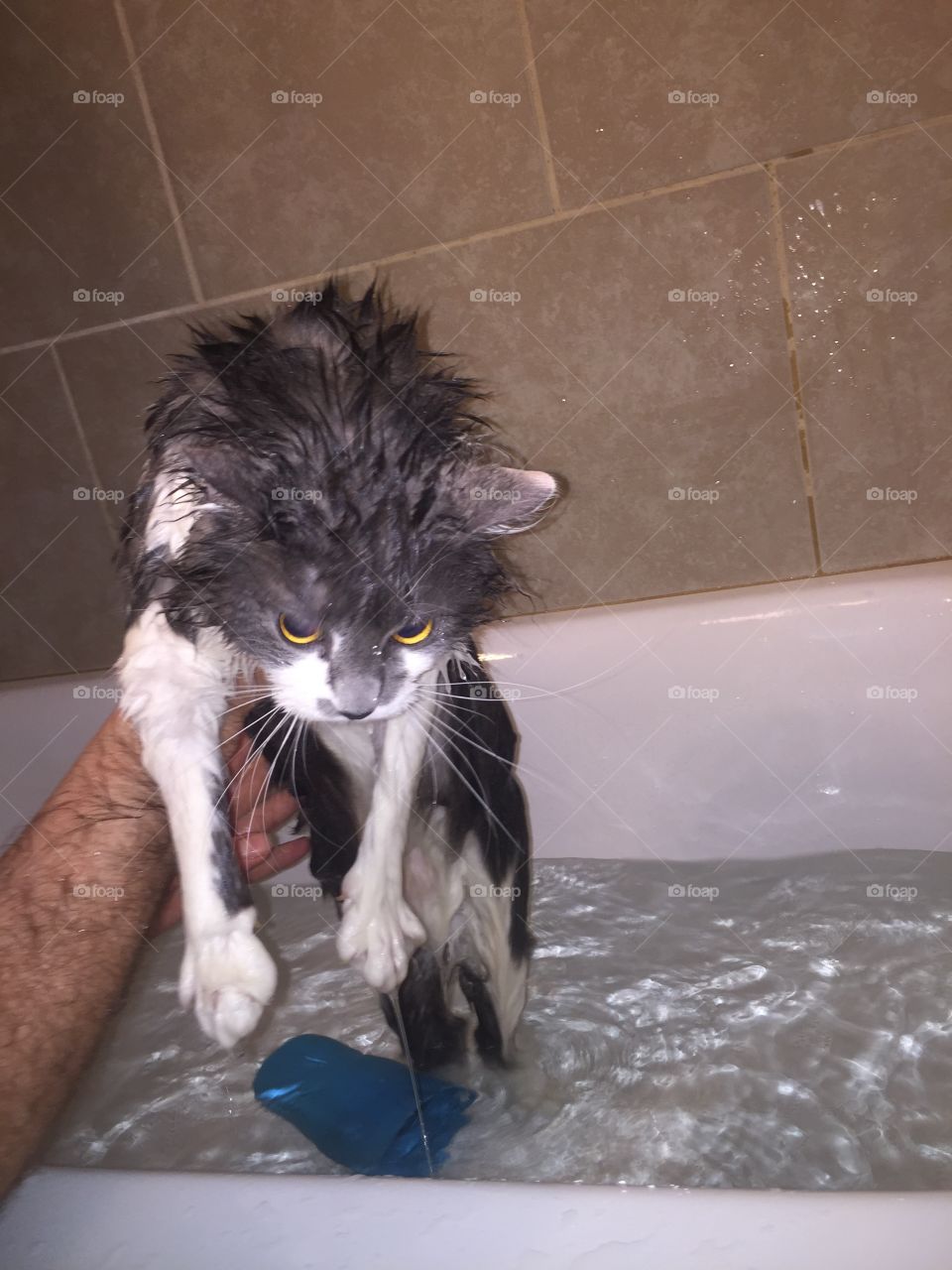 Cat looks like a wet rat when getting a bath.