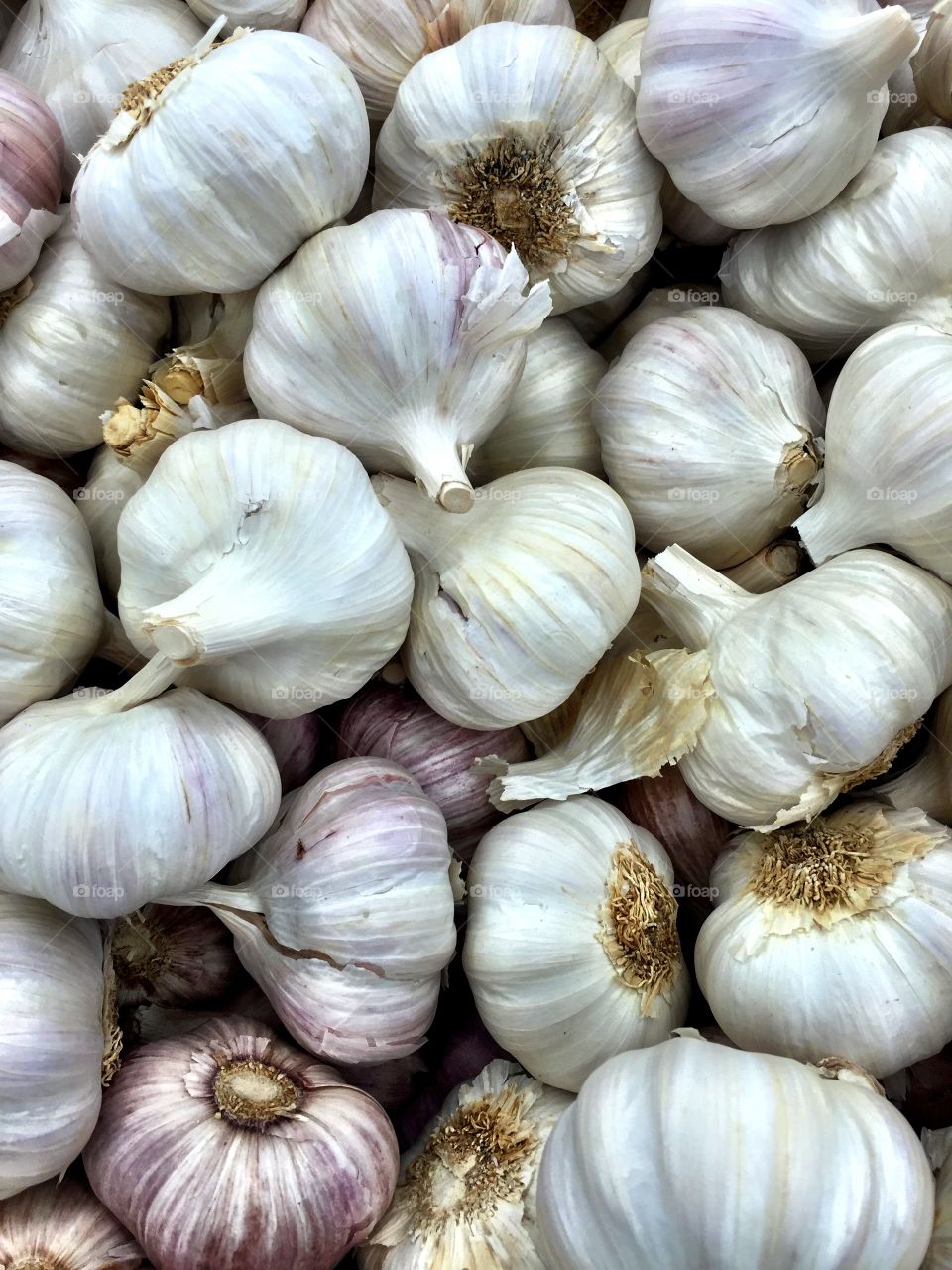Fresh garlic bulbs 