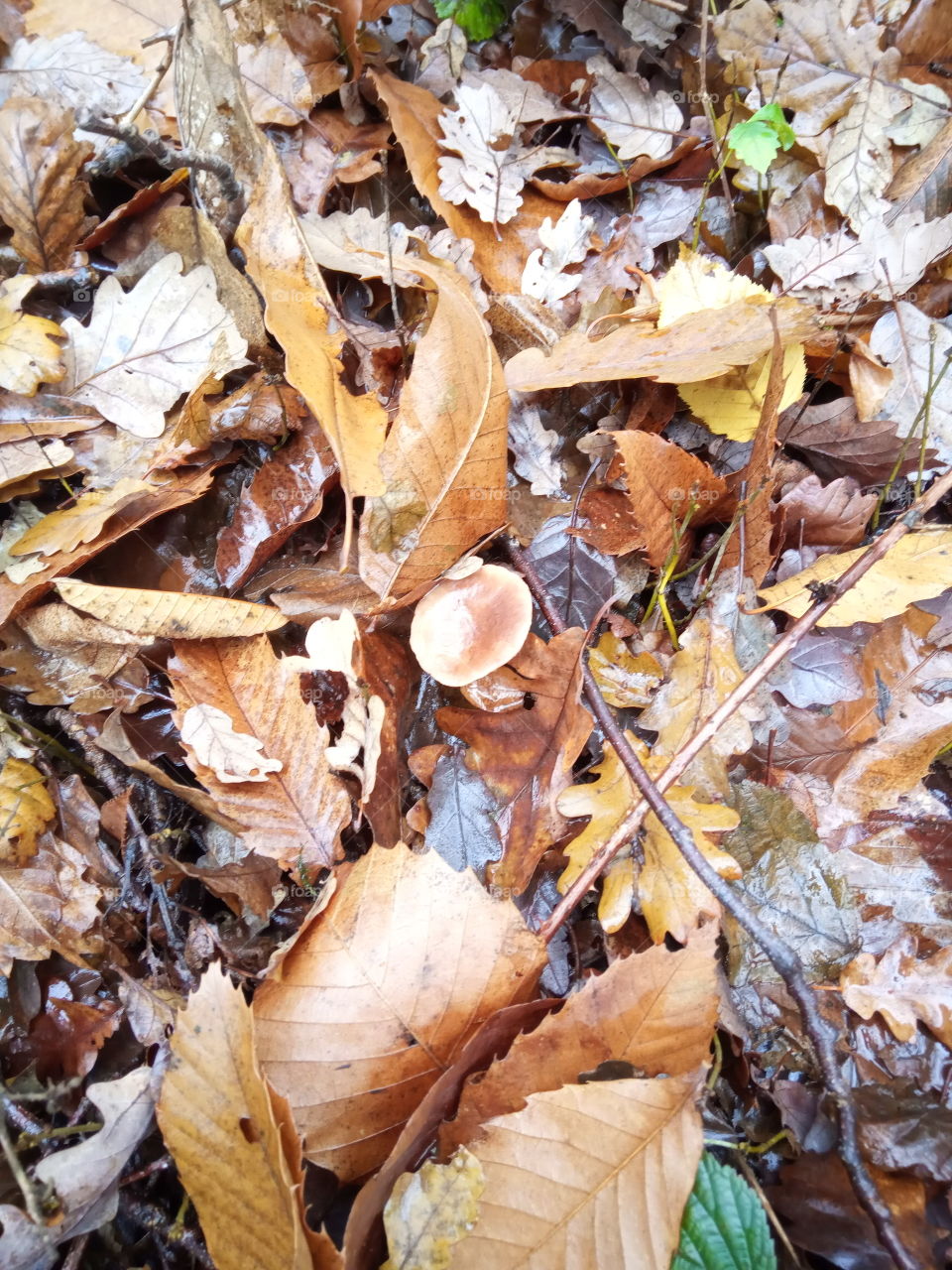 Champignons feuilles