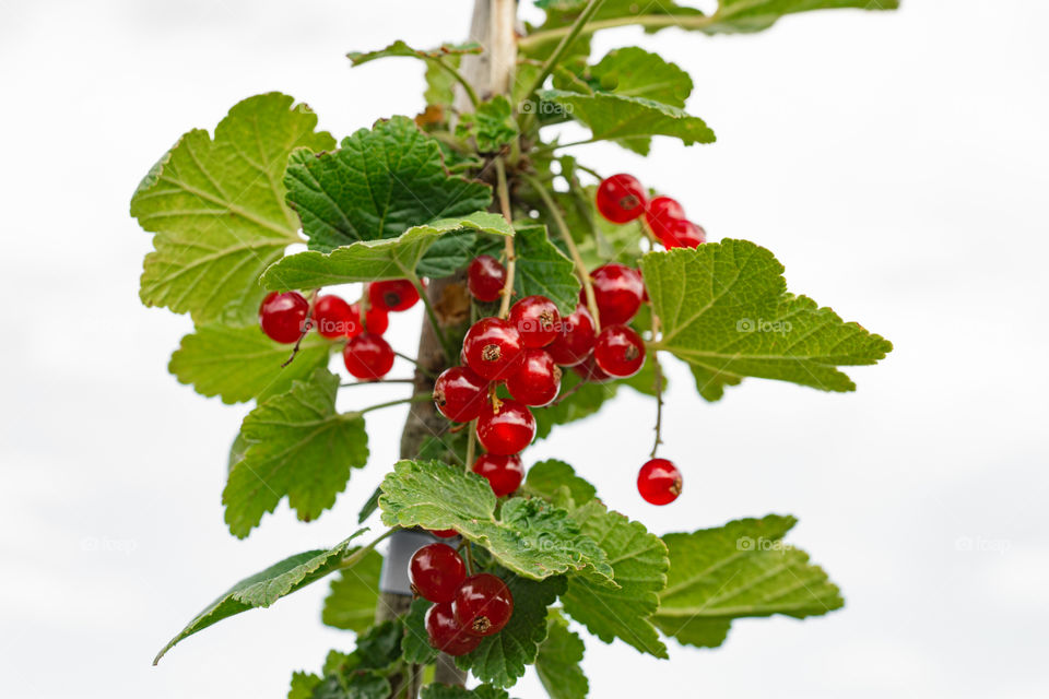 red currants