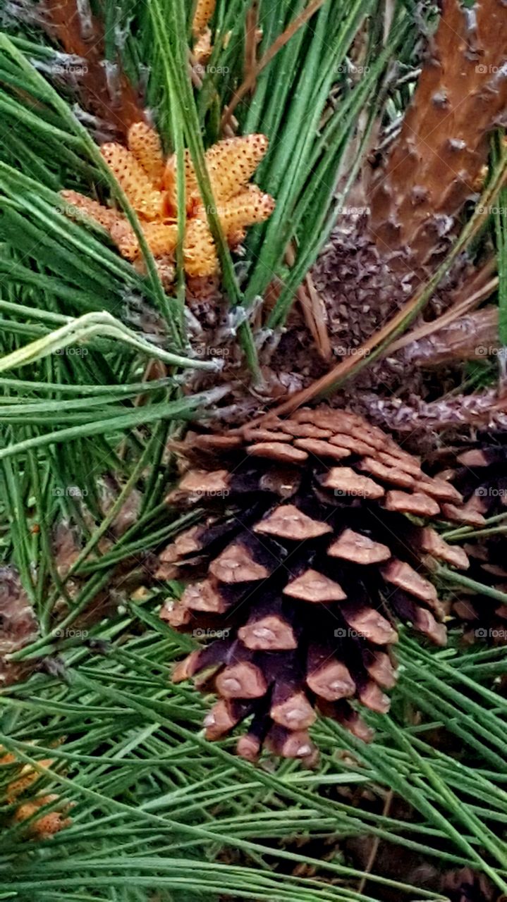 Pinecone