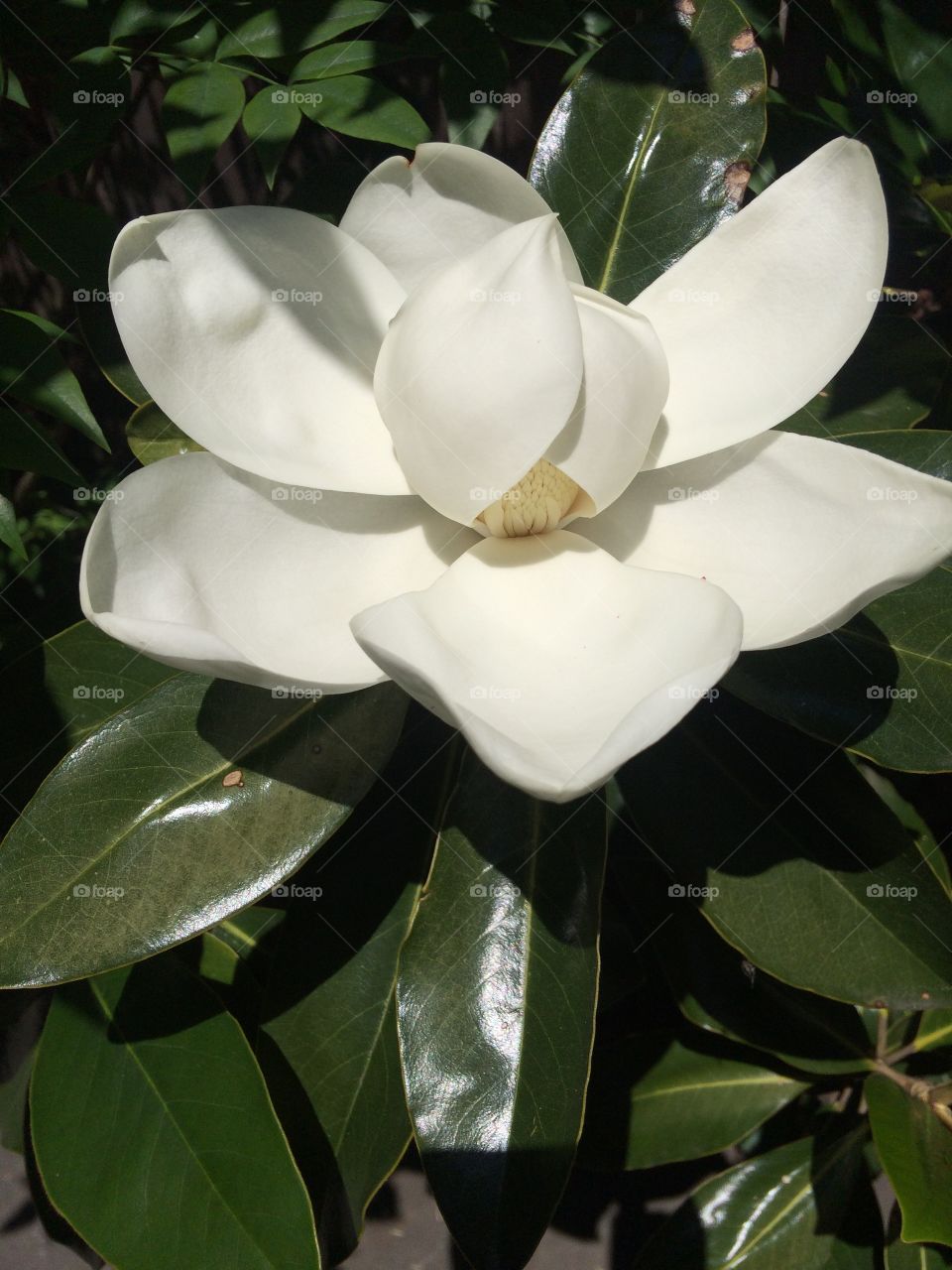 Sun on southern Magnolia blossom