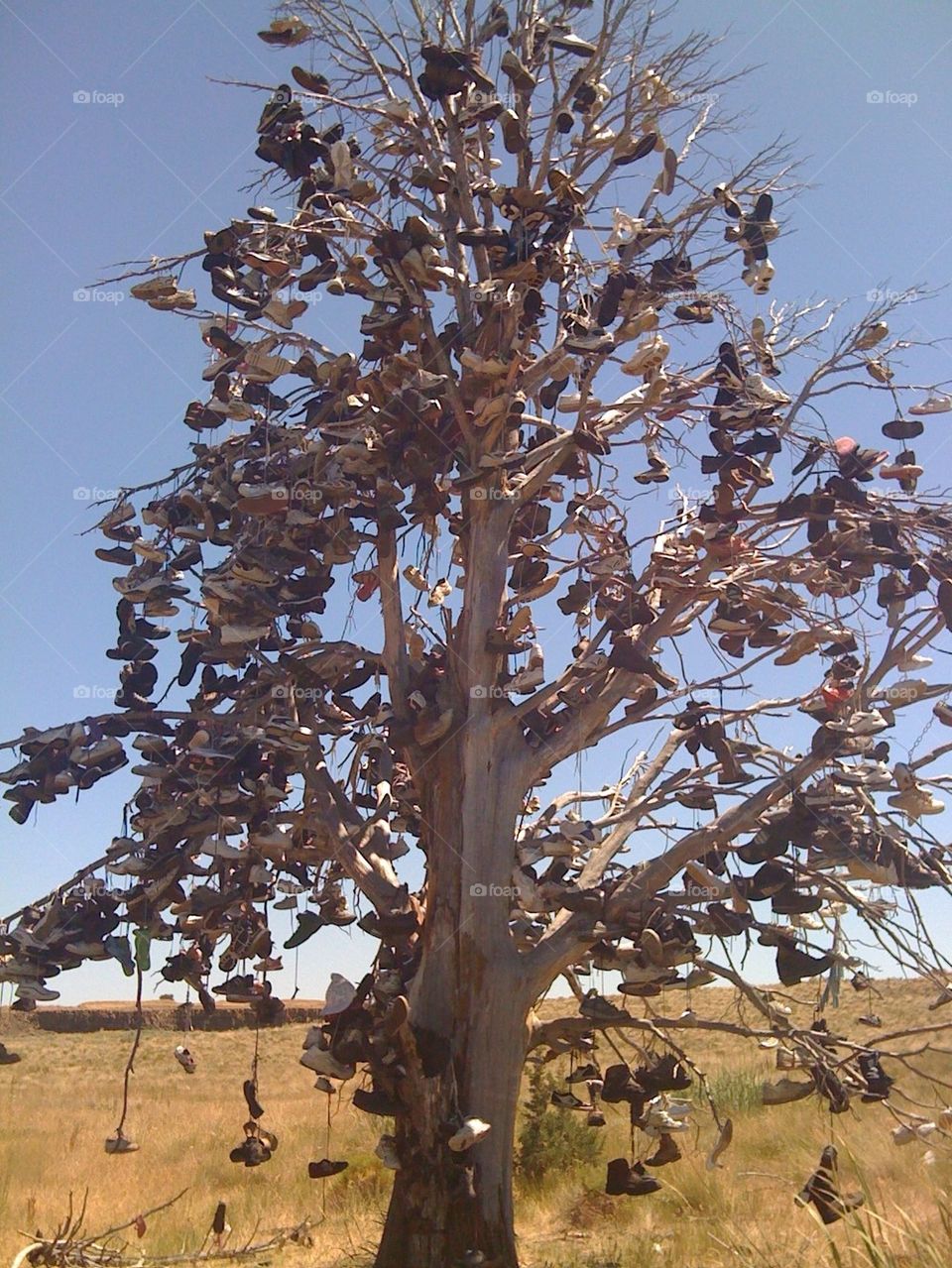 Shoe Tree