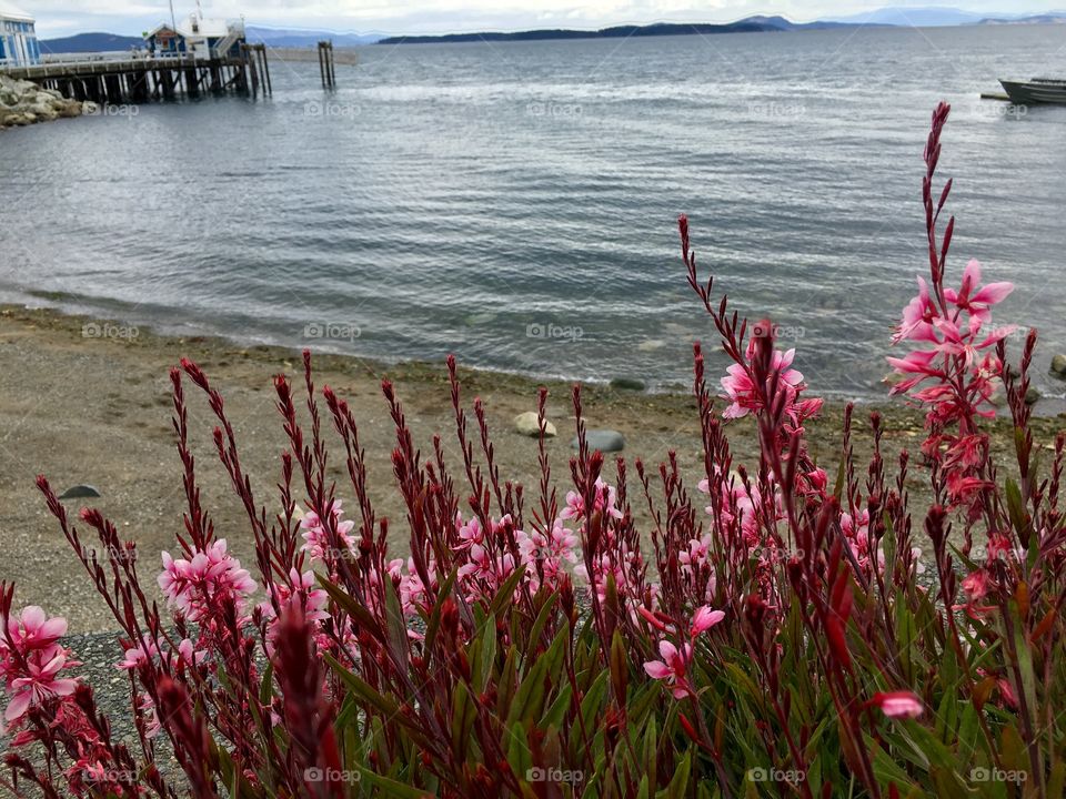 Flowers by the ocean side 