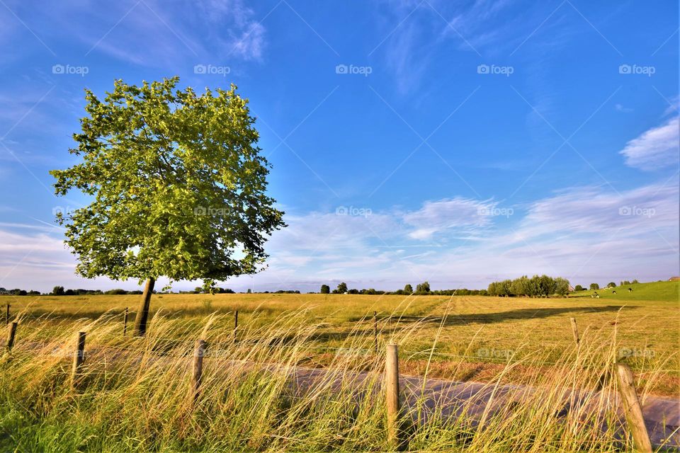 wide angle minimalistic landscape picture from the countryside in The Netherlands  with yellow dried grass isolated tree and blue sky with white clouds