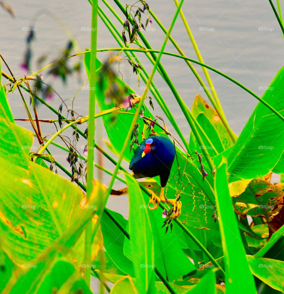 Multi colors bird in wetlands