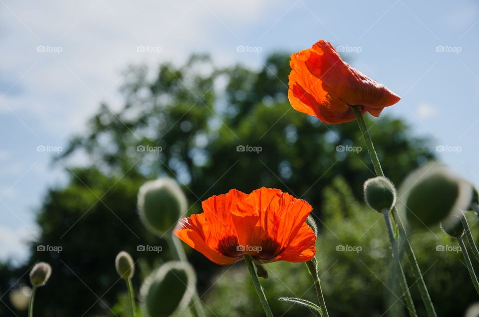 Two red poppies in the sunlight. Summer time in botanical garden.