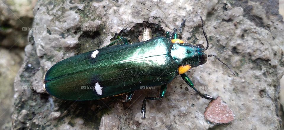 Gem beetles are often brightly colored and always have a hint of color usually on the underside.