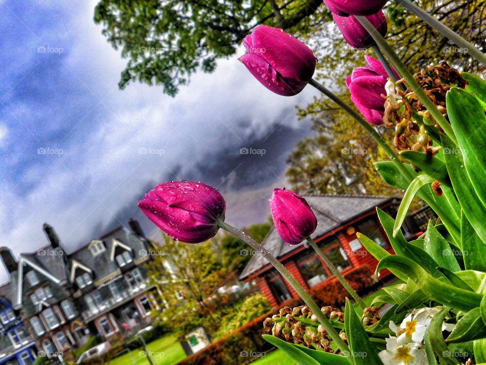  Tulips in the rain