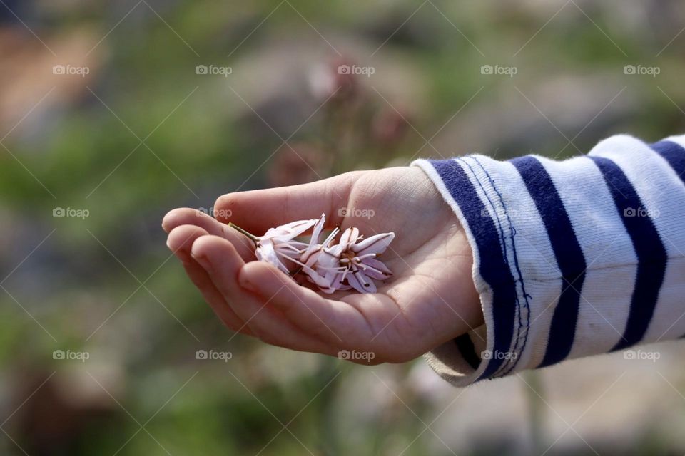 Little hand with spring flowers of Asphodelus