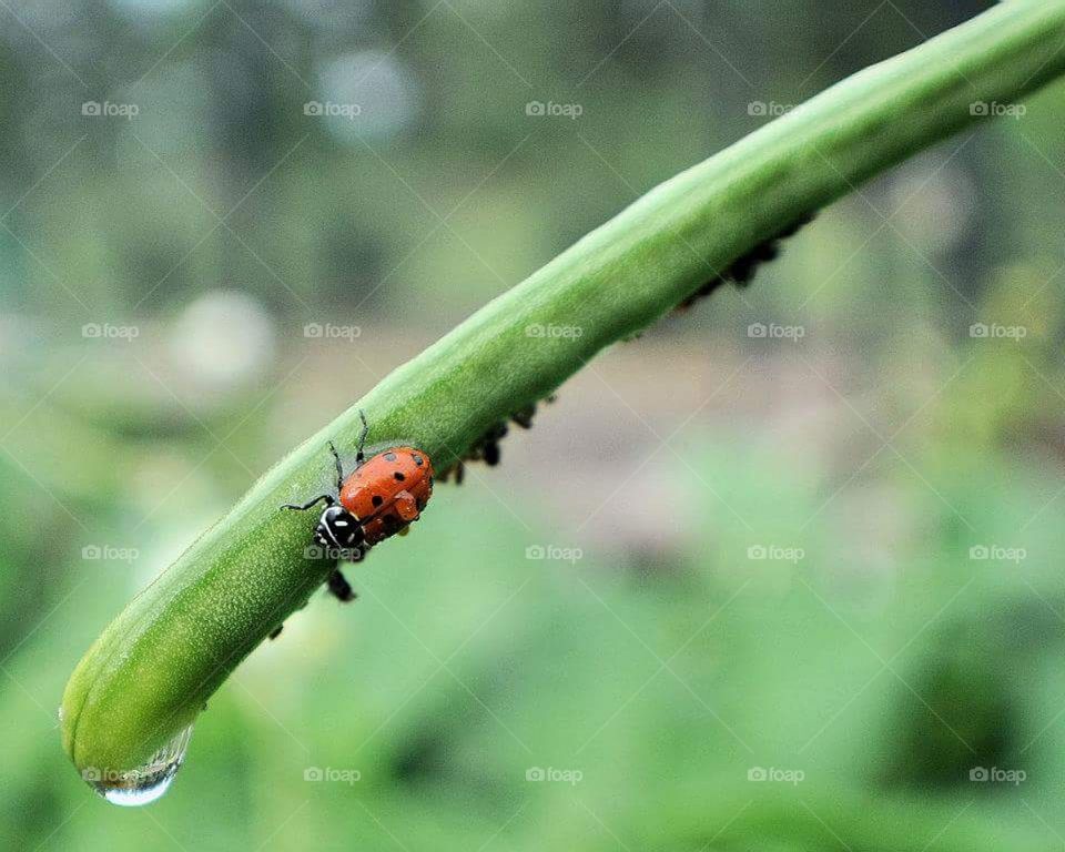 Ladybird on twig