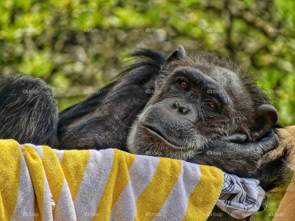Happy Chimpanzee