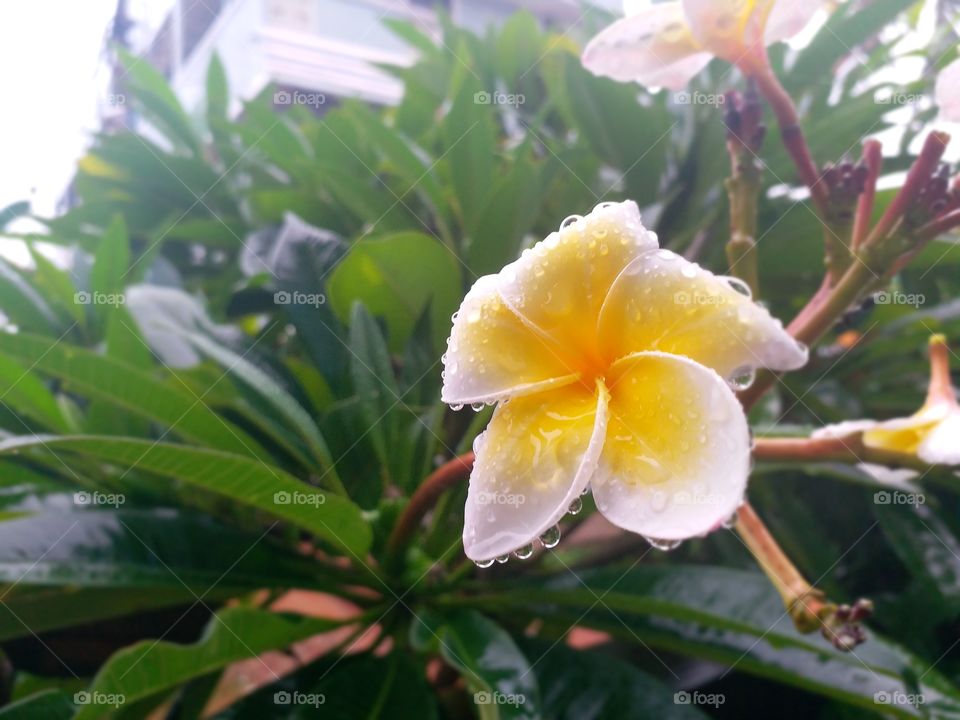 flower with rain water