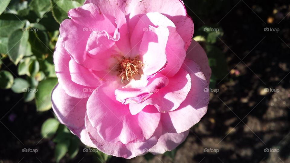 very pink flower 2