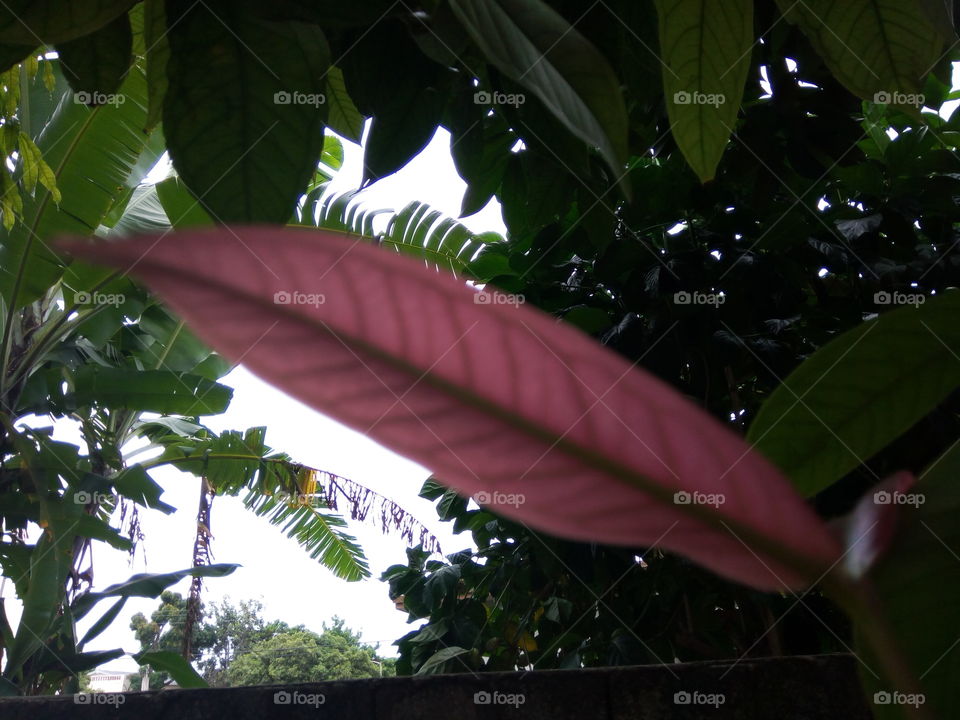 Leaf, Nature, Flora, Tree, No Person