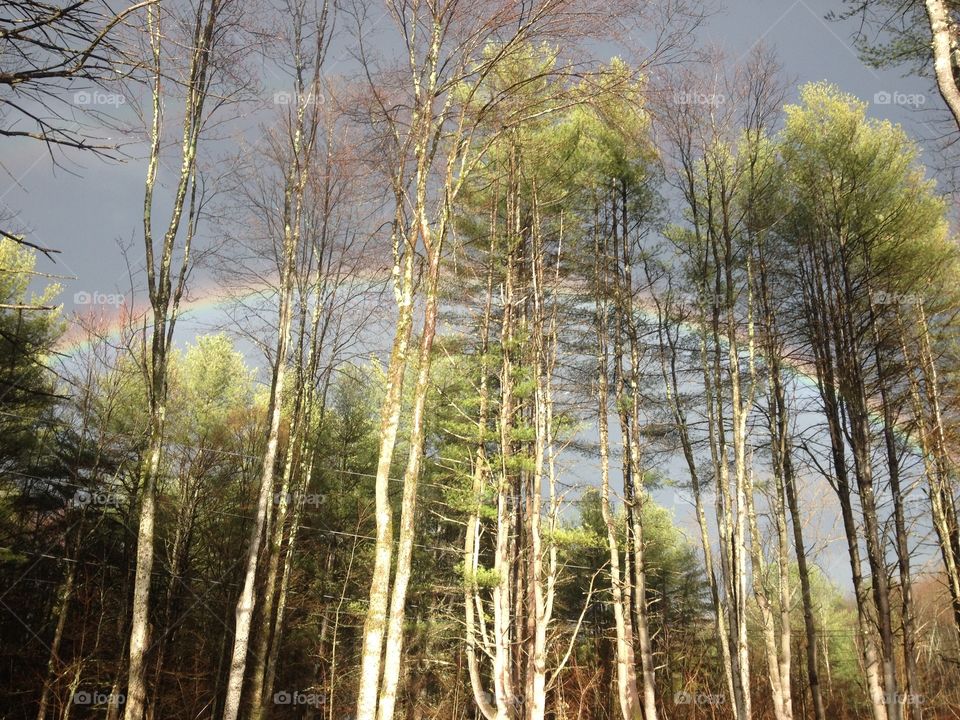Rainbow behind trees