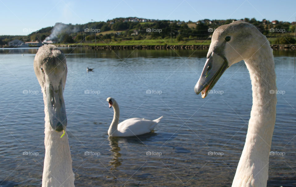 Birds communicating. 