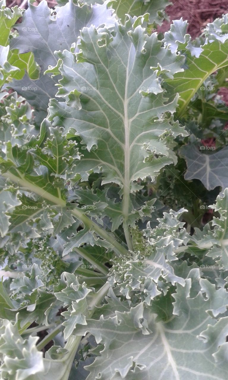 Young Kale in the flower bed out back.. This young Kale is actually the second year for growing. Tender and delicious.