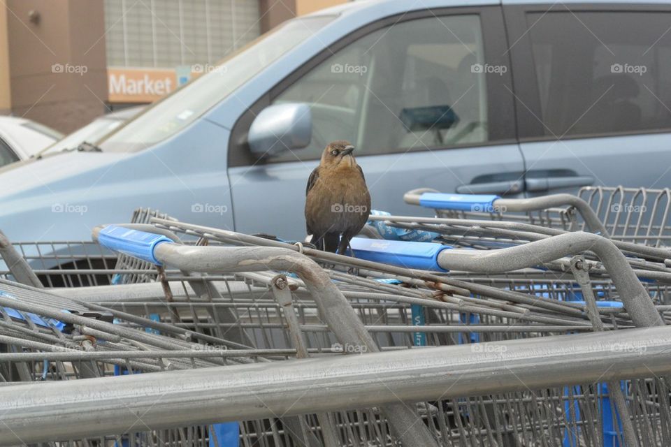 Not on my car. Could be my first test picture on FOAP. Or not!  Who remembers?