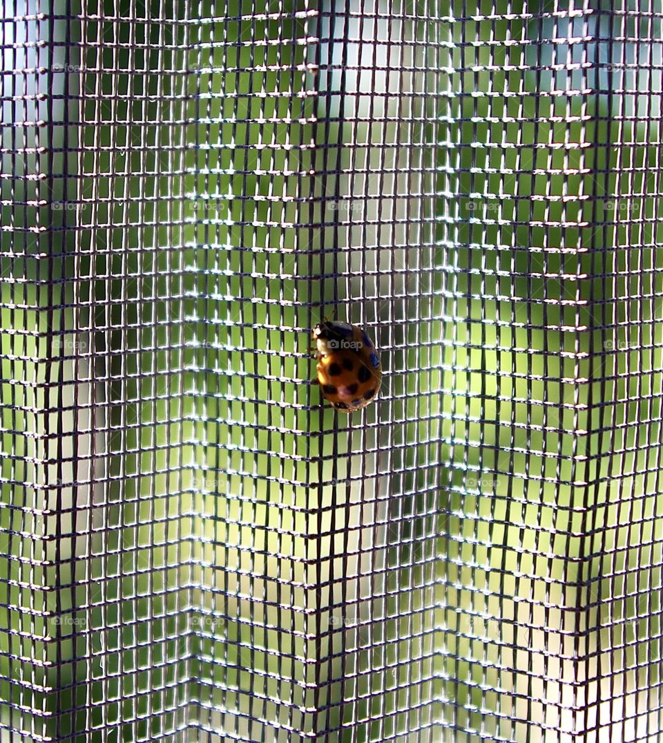 Ladybird 🐞 - close to & far away from nature 🌿
