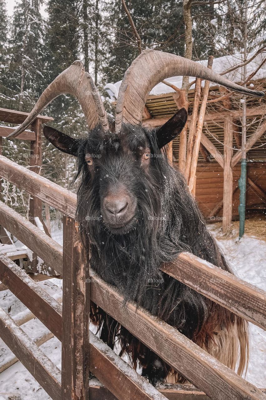 Goat,winter,zoo