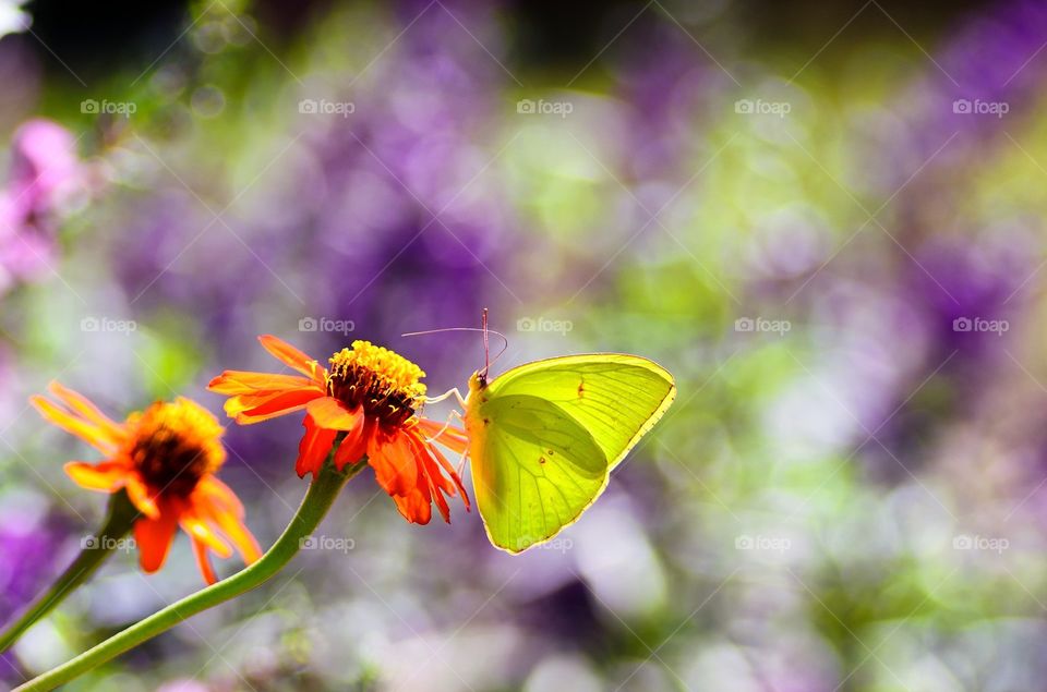 A butterfly sporting my favourite color, spring green