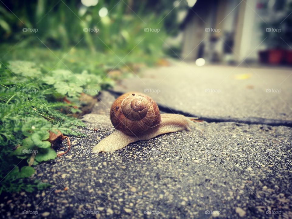 Close-up of snail on road