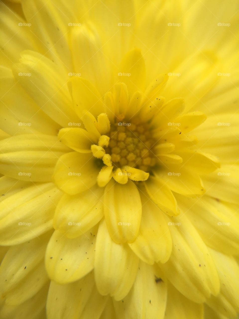 Yellow mum