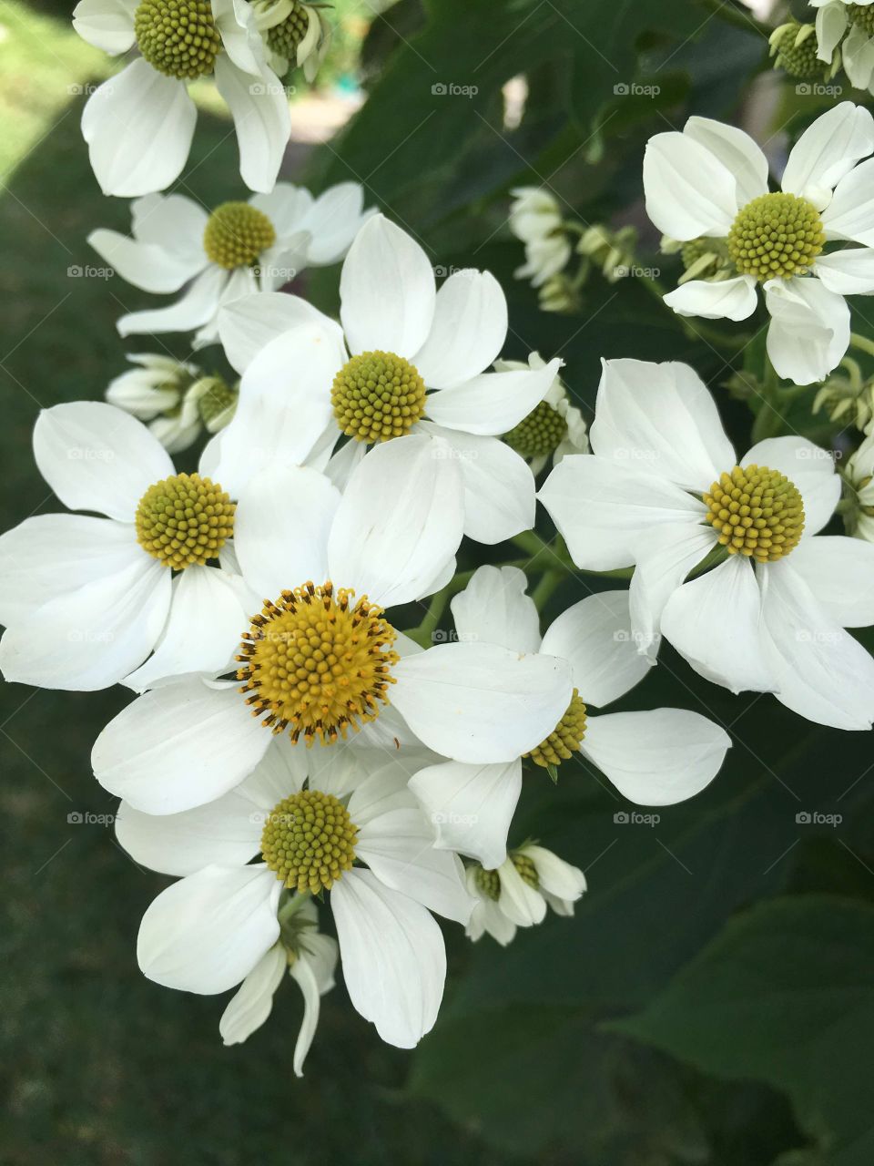 Flowers granny's garden in winters. 