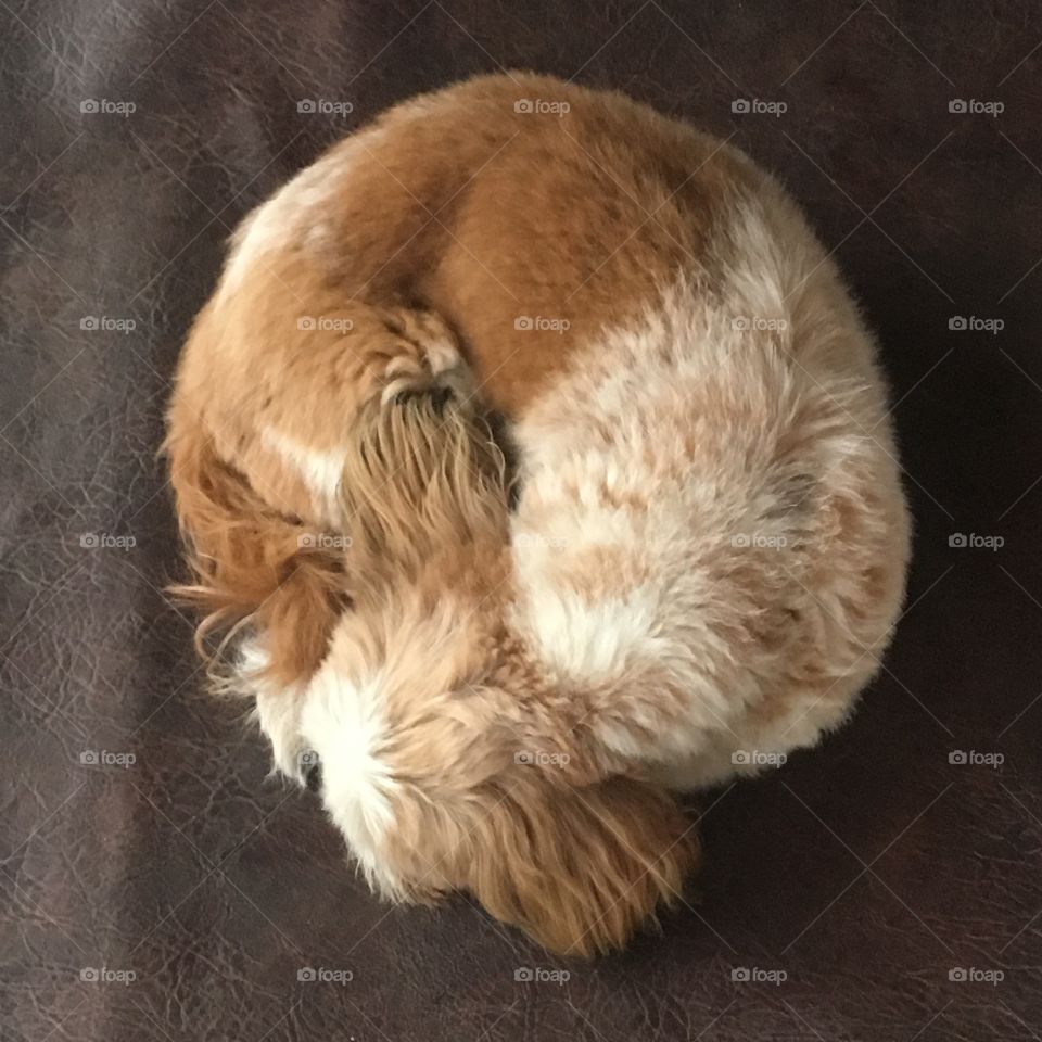 A preguiça da nossa cachorrinha é impressionante! Que soninho gostoso dela... zzz